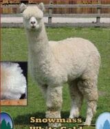 alpaca for sale