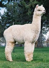 alpaca for sale