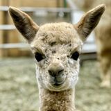 alpaca for sale