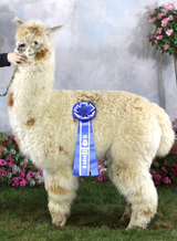 alpaca for sale