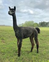 alpaca for sale