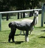 alpaca for sale