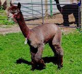 alpaca for sale