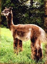 alpaca for sale