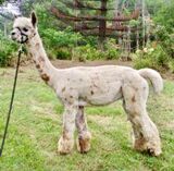 alpaca for sale