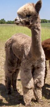 alpaca for sale