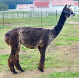 alpaca for sale