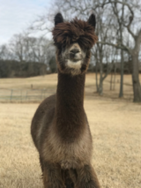 alpaca for sale