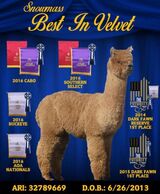 alpaca for sale