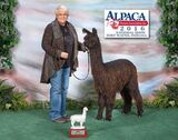 alpaca for sale