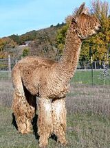 alpaca for sale