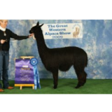 alpaca for sale