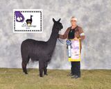 alpaca for sale