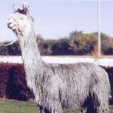 alpaca for sale