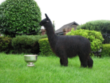 alpaca for sale