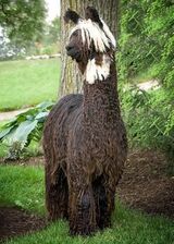 alpaca for sale