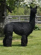 alpaca for sale