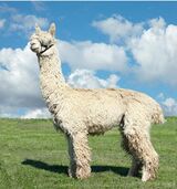 alpaca for sale