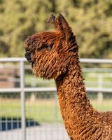 alpaca for sale