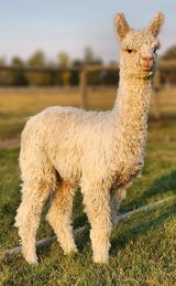 alpaca for sale