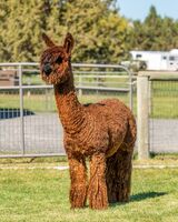 alpaca for sale