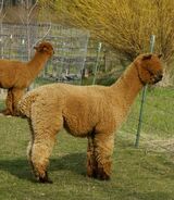 alpaca for sale