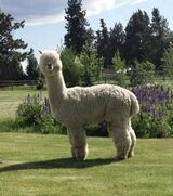 alpaca for sale