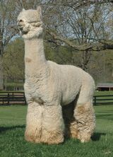 alpaca for sale