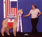 alpaca for sale