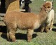 alpaca for sale