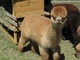 alpaca for sale