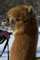 alpaca for sale