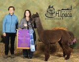 alpaca for sale