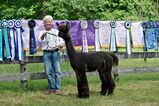 alpaca for sale