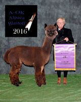 alpaca for sale