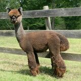 alpaca for sale