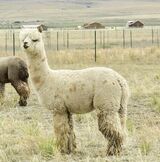 alpaca for sale