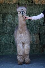 alpaca for sale