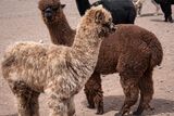 alpaca for sale