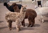 alpaca for sale