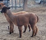 alpaca for sale