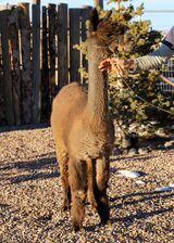 alpaca for sale