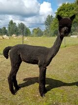 alpaca for sale