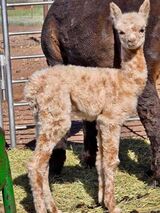 alpaca for sale