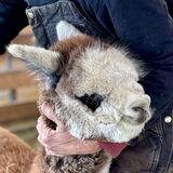 alpaca for sale