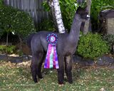 alpaca for sale