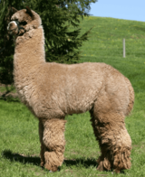 alpaca for sale