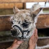 alpaca for sale