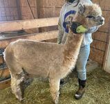 alpaca for sale