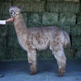 alpaca for sale